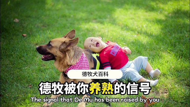 德牧有哪些表现，证明它被你养熟了？
