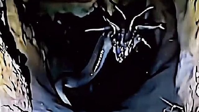 这种蛇已经有了化龙的趋势 赶紧斩杀了