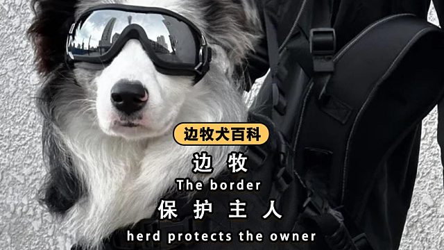 边牧的护主表现，有事它是真上！