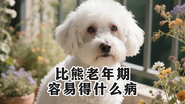 守护比熊晚年健康，这些疾病要知晓