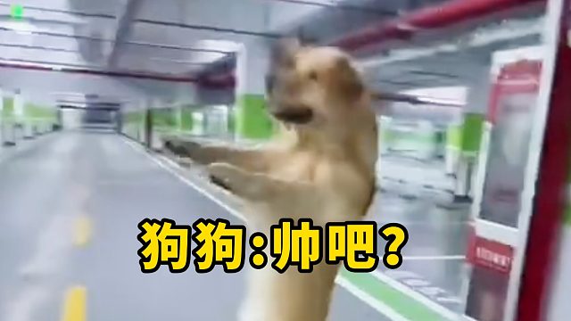 狗狗：帅吧？拿命换的！