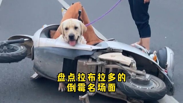 盘点那些拉布拉多的倒霉时刻，笑发财了