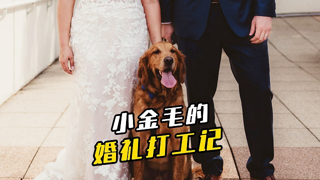 幸福具象化了，小金毛在主人的婚礼上送戒指