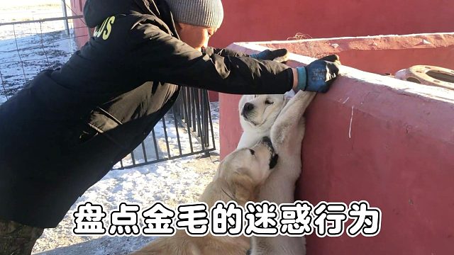 金毛的迷惑行为大赏，真是笑发财了