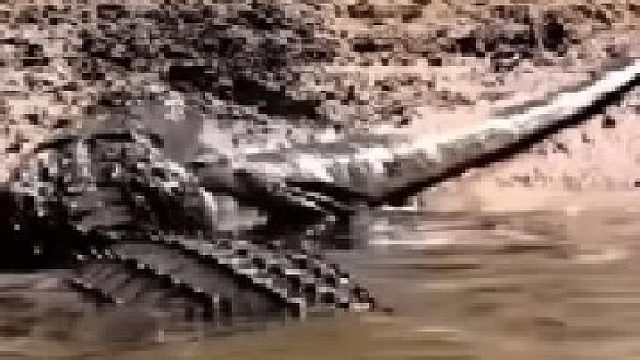 鳄鱼进食，对着猎物疯狂翻滚