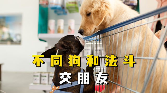 不同狗和法斗交朋友，会是什么景象？