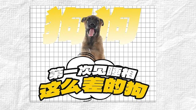 看傻眼了，狗狗的睡相怎么这么离谱