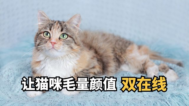 解锁：让猫咪美毛固毛的“密码”