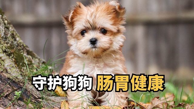 气温多变，呵护狗狗肠胃，就选益生菌