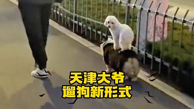 解锁遛狗新形式，天津这个地方还是太权威了