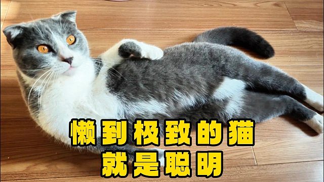 以为这是一个猫咪励志故事，结果是行为艺术