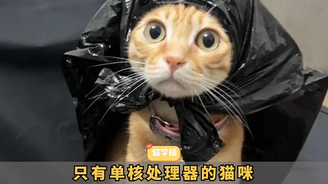 一只搭载单核处理器的猫机，动不动就死机！