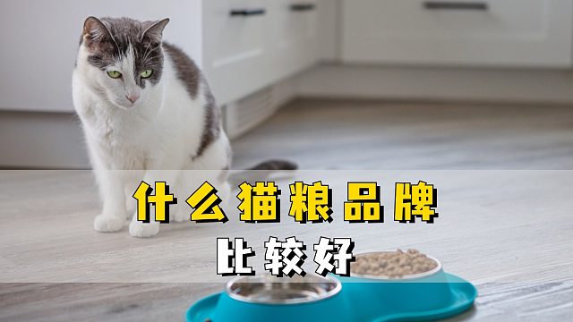 什么猫粮品牌比较好？这几款别错过！