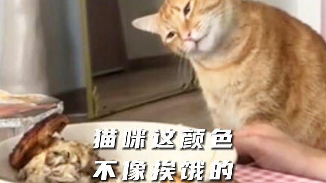 猫：我这样你真的不心疼吗？