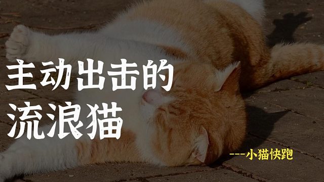流浪猫的花语是：手慢无！