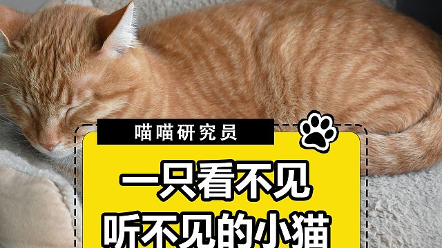 胖橘橘一定能找到，属于自己的幸福家庭