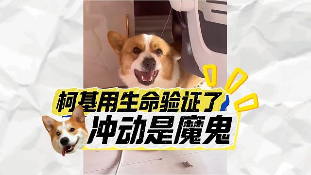 柯基为情决斗，谁料输了之后气绝身亡