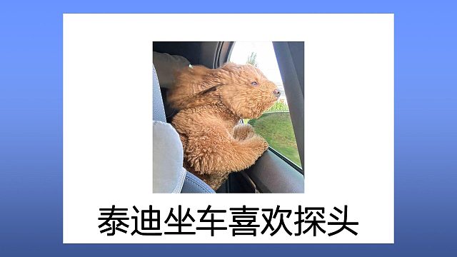 泰迪坐车，这狗头咋就非伸出去不可呢？