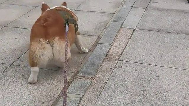 柯基也能拉车哦