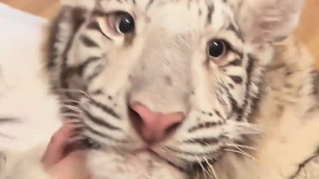 找到了虎虎的七寸哈哈哈！