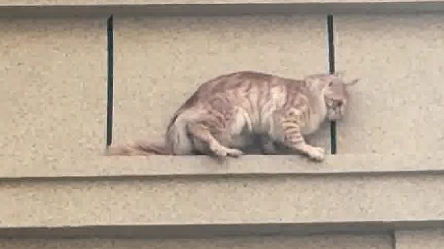 小猫飞檐走壁也有失误的时候，还好你有九条命