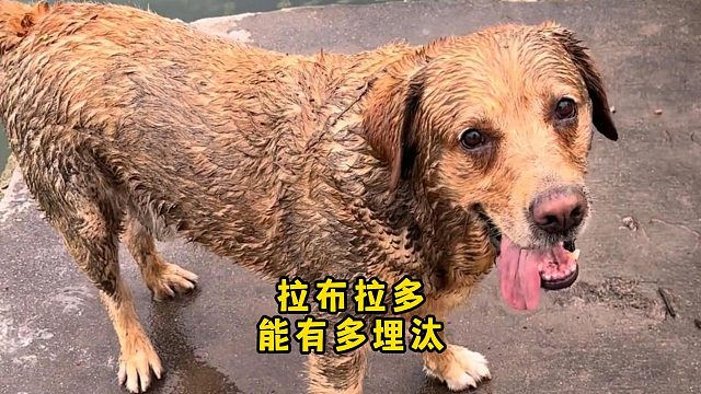 看完拉布拉多这些埋汰样，你还敢养吗？