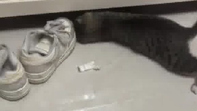 够不到玩具的喵桑