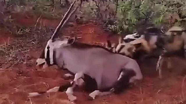 非洲野狗捕食剑羚