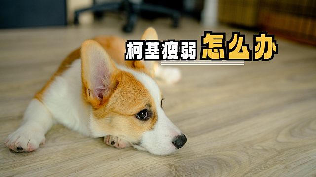 助力柯基摆脱瘦弱，迈向健康体态