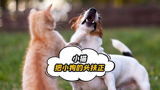 把小狗头放正，下一步应该是来个大比兜