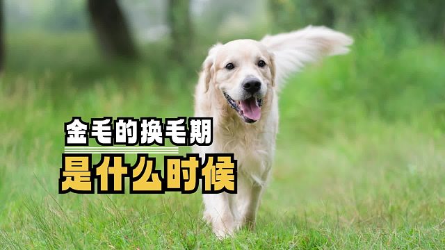 金毛什么时候进入换毛期，你知道吗？
