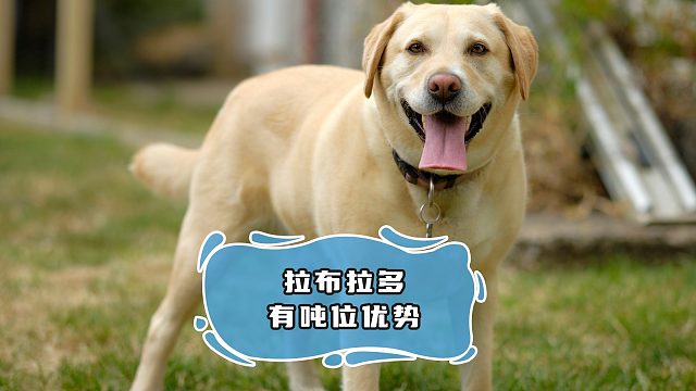 拉布拉多全凭体重，丝毫没有技巧就能获胜