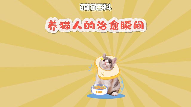 养猫人的治愈瞬间，一天的班味从此消散