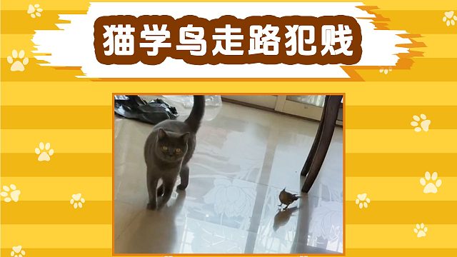 鸟：这猫怕不是有病吧！