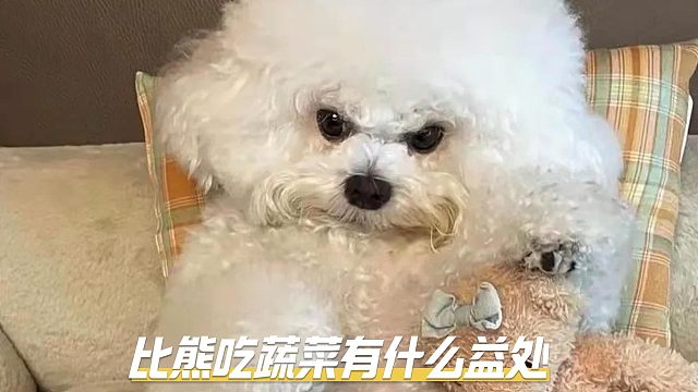 给比熊吃点蔬菜，有这些益处