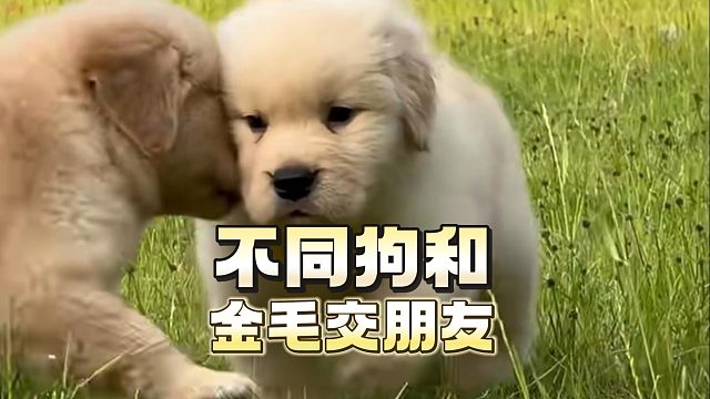不同狗和金毛交朋友，会是什么景象？