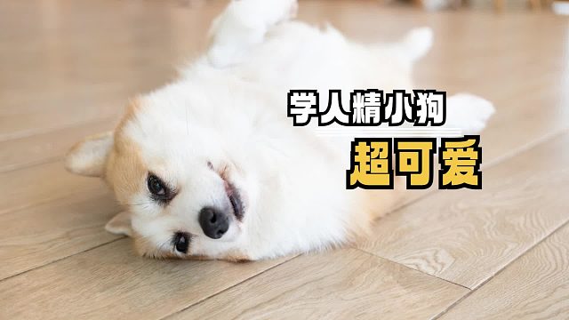 狗狗能有什么坏心思，只是想和主人一样而已