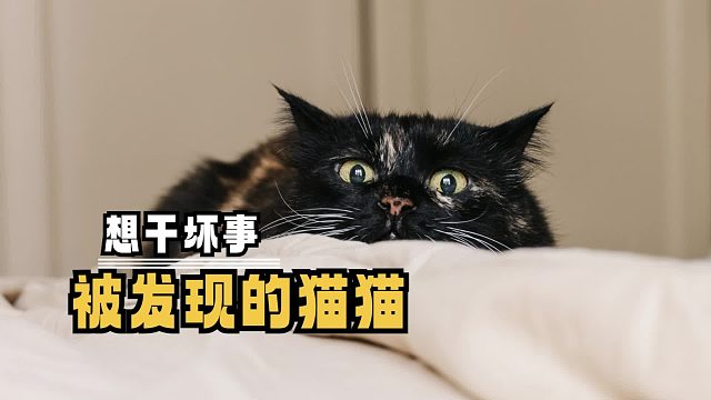 盘点那些想干坏事的猫猫，一个个都欠欠的