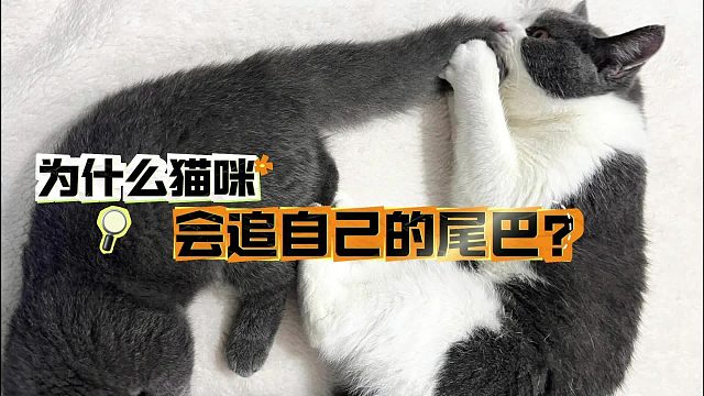 猫咪会追自己的尾巴？原因其实是这样的