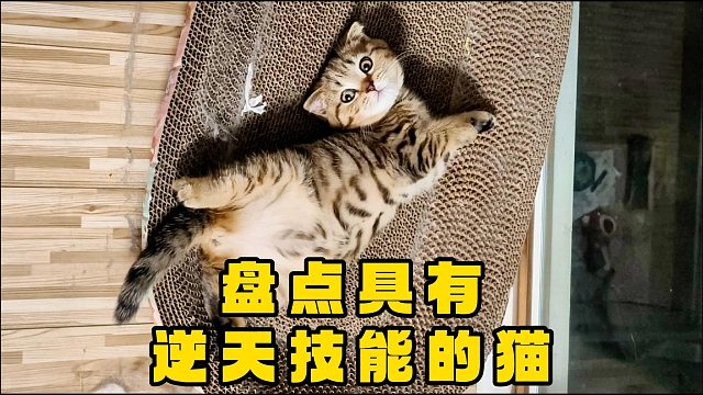 那些具有逆天技能的猫，个个都是身怀绝技