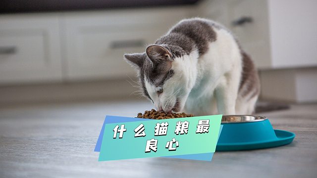 什么猫粮最良心？我选这几款！