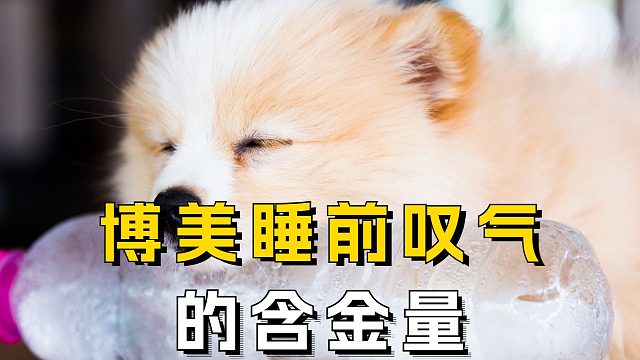 博美睡前叹气，饱含了超高的信任含金量