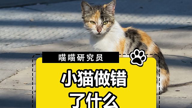 希望猫猫早点好起来，坏人都要受应有的惩罚