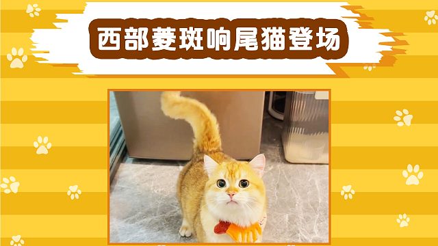 万万没想到，猫咪的尾巴居然还有震动模式！