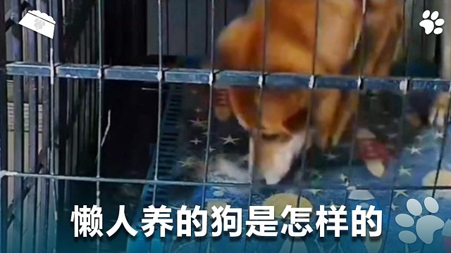 懒人养的狗是怎样的？眼里又活！