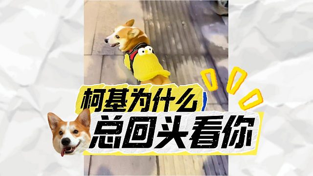 一起散步时，为啥柯基总回头看你？