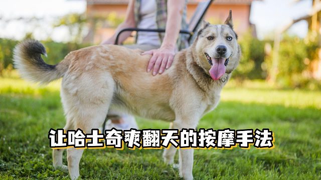 想让哈士奇爽翻天吗？这套按摩手法赶紧学会