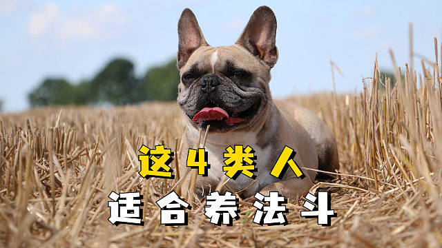 这4类人适合养法斗，你在其中吗？