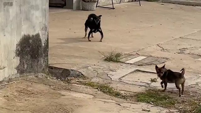 这腿长的笑死我了