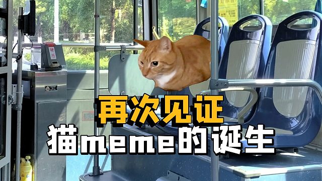 让我们庆祝猫meme界，迎来了新角色